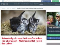 Bild zum Artikel: Im Müllsack verschnürt: Unbekannter wirft Katzenbabys in den Müll