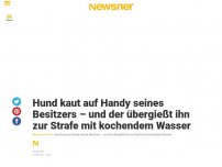 Bild zum Artikel: Hund kaut auf Handy seines Besitzers – und der übergießt ihn zur Strafe mit kochendem Wasser