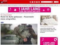 Bild zum Artikel: Tier wirkte erschöpft - Hund im Auto gelassen - Feuerwehr muss eingreifen