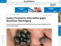 Bild zum Artikel: Zecken-Forscherin: Kühe helfen gegen Borreliose-Übertragung