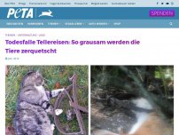 Bild zum Artikel: Todesfalle Tellereisen: So grausam werden die Tiere zerquetscht