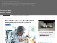 Bild zum Artikel: Wissenschaftler finden heraus, dass Totenschädel immer grinsen, weil tot sein voll Spaß macht