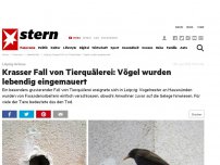 Bild zum Artikel: Leipzig-Grünau: Krasser Fall von Tierquälerei: Vögel wurden lebendig eingemauert