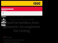 Bild zum Artikel: Hund im heißen Auto gelassen: So reagiert ihr richtig