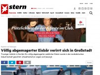 Bild zum Artikel: Raubtier auf Abwegen: Völlig abgemagerter Eisbär verirrt sich in Großstadt