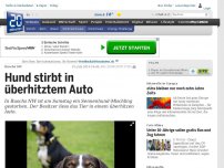 Bild zum Artikel: Buochs NW: Hund stirbt in überhitztem Auto