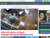 Bild zum Artikel: Kühe mit Löchern im Bauch - Zwangsernährung für Milchwirtschaft