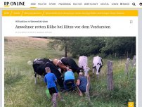 Bild zum Artikel: Mit Tonne 80 Liter Wasser zur Wiese gerollt: Anwohner retten durstige Kühe