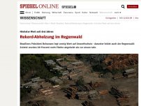 Bild zum Artikel: Höchster Wert seit drei Jahren: Rekord-Abholzung im Regenwald