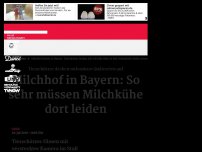 Bild zum Artikel: Tierschützer decken auf: So müssen Milchkühe auf einem Hof in Bayern leiden