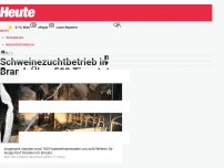 Bild zum Artikel: Bezirk Scheibbs: Schweinezuchtbetrieb in Brand: Über 500 Tiere tot