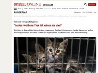 Bild zum Artikel: Heime an der Kapazitätsgrenze: 'Jedes weitere Tier ist eines zu viel'