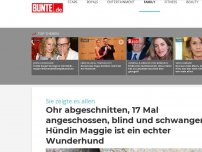 Bild zum Artikel: Ohr abgeschnitten, 17 Mal angeschossen, blind und schwanger – doch Hündin Maggie zeigte es allen