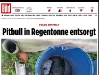 Bild zum Artikel: Polizei ermittelt - Pitbull in Regentonne entsorgt