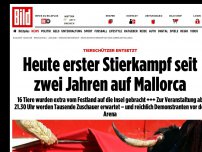 Bild zum Artikel: Tierschützer entsetzt - Heute erster Stierkampf seit 2 Jahren auf Mallorca