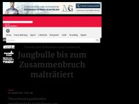 Bild zum Artikel: Schockierende Aufnahmen aus Stierkampfschule Frankreichs aufgetaucht: Jungbulle bricht vor Qual z...