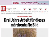 Bild zum Artikel: Der weiße Bock im Korn - Drei Jahre Arbeit für dieses märchenhafte Bild