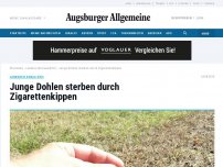 Bild zum Artikel: Junge Dohlen sterben durch Zigarettenkippen