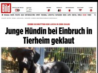 Bild zum Artikel: Diebe schnitten Loch in Zaun - Junge Hündin bei Einbruch in Tierheim geklaut