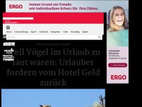 Bild zum Artikel: Weil Vögel zu laut waren: Urlauber fordern Geld zurück