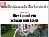 Bild zum Artikel: Dreimal täglich - Hier kommt ein Schwan zum Essen