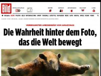 Bild zum Artikel: Verbrannter Ameisenbär vom Amazonas - Die Wahrheit hinter dem Foto, das die Welt bewegt