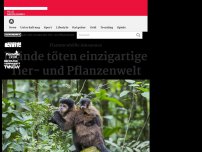 Bild zum Artikel: Brände töten einzigartige Tier- und Pflanzenwelt