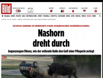 Bild zum Artikel: Schock-Szenen im Safari-Park - Nashorn dreht durch