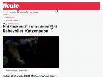 Bild zum Artikel: Entzückend! Listenhund ist liebevoller Katzenpapa