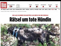 Bild zum Artikel: An der B 184 bei Dessau - Rätsel um tote Hündin