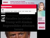 Bild zum Artikel: Paradies in Gefahr: Trump will Alaskas Regenwälder abholzen lassen