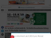 Bild zum Artikel: Schrie vor Schmerzen: Schäferhundmischling aus Tellerfalle befreit