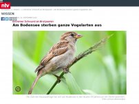 Bild zum Artikel: Extremer Schwund an Brutpaaren: Am Bodensee sterben ganze Vogelarten aus