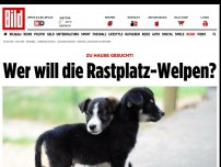 Bild zum Artikel: Zu Hause gesucht! - Wer will die Rastplatz-Welpen?