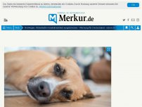 Bild zum Artikel: Rätselhafte Hundekrankheit ausgebrochen - Behörden warnen eindringlich