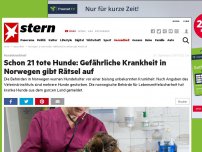 Bild zum Artikel: Hundekrankheit: Schon 21 tote Hunde: Gefährliche Krankheit in Norwegen gibt Rätsel auf