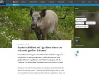 Bild zum Artikel: Taxler kollidiert mit 'großem Hamster mit sehr großen Zähnen'
