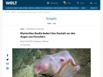 Bild zum Artikel: Mysteriöse Qualle ändert ihre Gestalt vor den Augen von Forschern