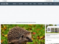 Bild zum Artikel: Brutale Tierquäler töten haufenweise Igel - Polizei bittet um Hinweise