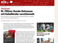 Bild zum Artikel: Tierquälerei - Schnauze mit Kabelbinder verstümmelt