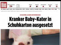 Bild zum Artikel: Schlimme Augen-Entzündung - Kranker Baby-Kater in Schuhkarton ausgesetzt