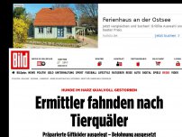 Bild zum Artikel: Hunde im Harz qualvoll gestorben - Ermittler fahnden nach Tierquäler