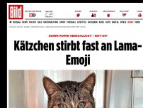 Bild zum Artikel: Gummi-Puppe verschluckt - Kätzchen stirbt fast an Lama-Emoji