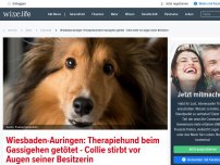 Bild zum Artikel: Wiesbaden-Auringen: Therapiehund beim Gassigehen getötet - Collie stirbt vor Augen seiner Besitzerin