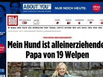 Bild zum Artikel: Hundemama starb bei Geburt - 19 Welpen haben nur noch ihren Papa