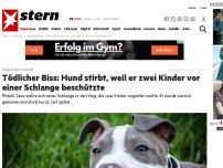 Bild zum Artikel: Heldenhafter Pitbull: Tödlicher Biss: Hund stirbt, weil er zwei Kinder vor einer Schlange beschützte