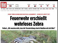 Bild zum Artikel: Zwei Zirkustiere ausgebüxt - Zebra beschädigt Polizeiauto