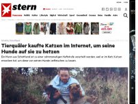 Bild zum Artikel: Urteil in Schottland: Tierqäler kaufte Katzen im Internet, um seine Hunde auf sie zu hetzen