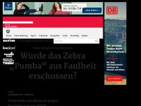 Bild zum Artikel: Wurde das Zebra „Pumba“ aus Faulheit erschossen?