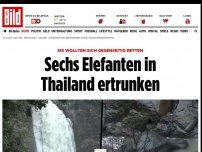 Bild zum Artikel: Sie wollten sich gegenseitig retten - Sechs Baby-Elefanten in Thailand ertrunken